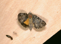Allotria elonympha