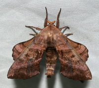 Amorpha juglandis