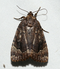 Amphipyra pyramidoides