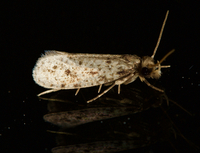 Amydria effrenatella