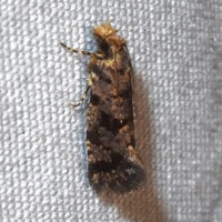 Amydria unidentified species