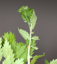 Anacampsis agrimoniella