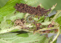 Anacampsis agrimoniella