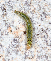 Anacampsis agrimoniella