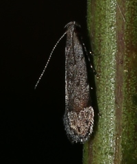 Anacampsis New Species 2