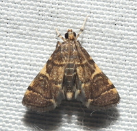 Anageshna primordialis