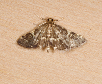 Anageshna primordialis