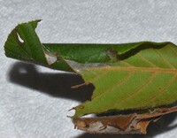 Anania extricalis