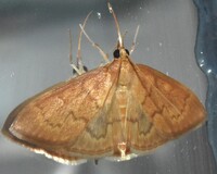 Anania extricalis
