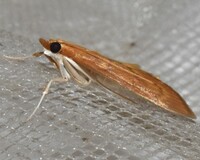 Anania extricalis