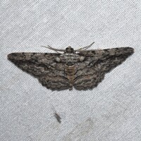Anavitrinella pampinaria