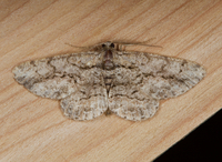 Anavitrinella pampinaria