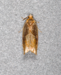 Ancylis divisana