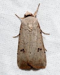 Anicla infecta