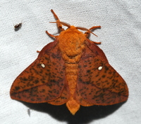 Anisota stigma