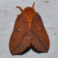 Anisota stigma