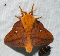 Anisota stigma