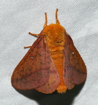 Anisota stigma