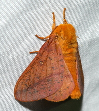 Anisota stigma