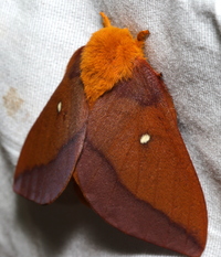 Anisota virginiensis
