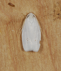 Antaeotricha albulella