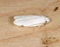 Antaeotricha albulella