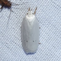 Antaeotricha albulella