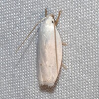 Antaeotricha albulella