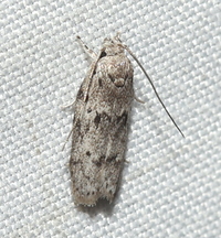 Antaeotricha humilis