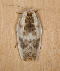 Antaeotricha schlaegeri