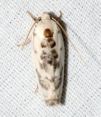 Antaeotricha unidentified species