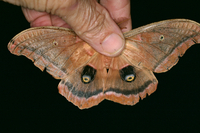 Antheraea polyphemus