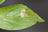 Antispila cornifoliella