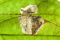 Antispila cornifoliella