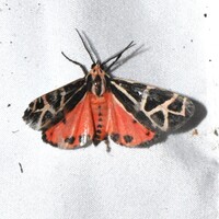 Apantesis phyllira