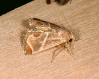 Apoda biguttata