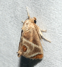 Apoda biguttata