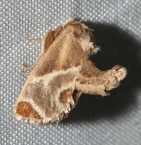 Apoda biguttata