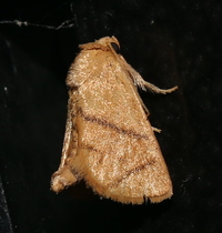 Apoda y-inversa