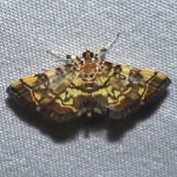 Apogeshna stenialis
