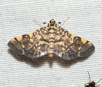 Apogeshna stenialis