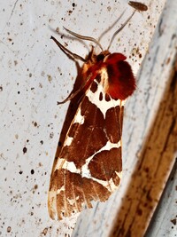 Arctia caja