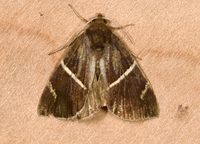 Argyrostrotis anilis