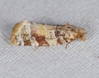Argyrotaenia kimballi