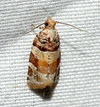 Argyrotaenia kimballi
