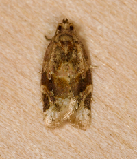 Argyrotaenia velutinana