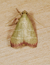 Arta olivalis