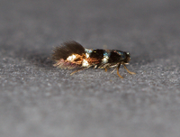 Aspilanta hydrangaeella