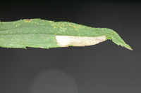 Astrotischeria solidagonifoliella