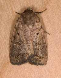 Athetis tarda